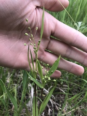 Dichanthelium scribnerianum