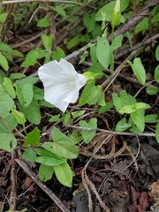 Calystegia macounii