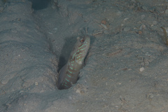 Cryptocentrus multicinctus