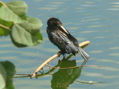 Anhinga anhinga