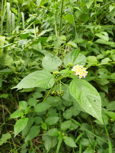 Lantana image