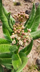 Asclepias notha