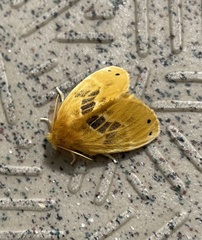 Artaxa sakaguchii