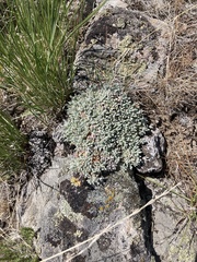 Eriogonum caespitosum
