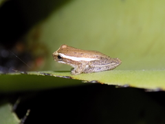 Dendropsophus oliveirai