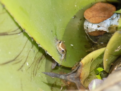 Dendropsophus oliveirai