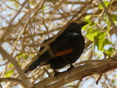 Onychognathus tristramii