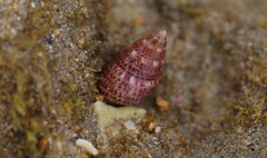 Prothalotia pulcherrima