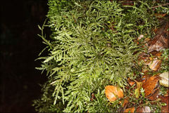 Thuidiopsis sparsa