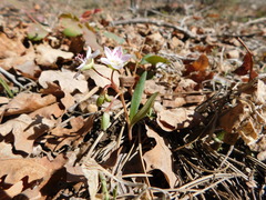 Claytonia rosea