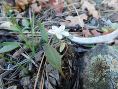 Claytonia rosea