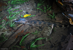 Paleosuchus trigonatus