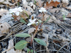 Claytonia rosea