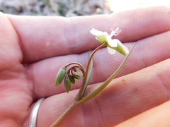 Claytonia rosea