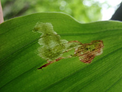 Synchysa tricincta