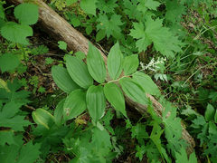 Synchysa tricincta