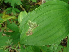 Synchysa tricincta