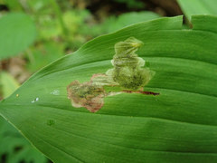 Synchysa tricincta