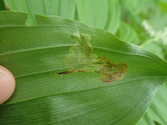 Synchysa tricincta