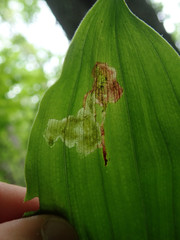 Synchysa tricincta