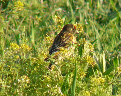 Red-fronted Serin (Serinus pusillus), photo 10