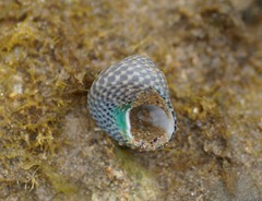 Chlorodiloma adelaidae