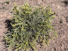 Tetradymia spinosa