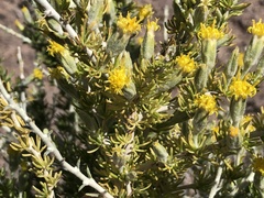 Tetradymia spinosa