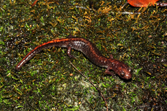 Plethodon angusticlavius