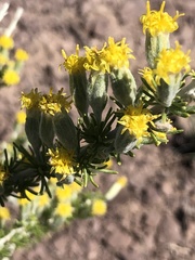 Tetradymia spinosa