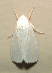 Cryptophasa flavolineata