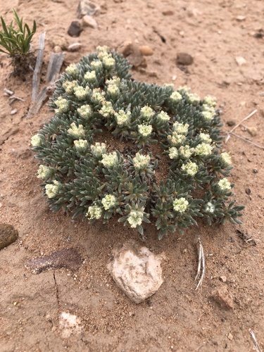 Woodside buckwheat (Eriogonum tumulosum)