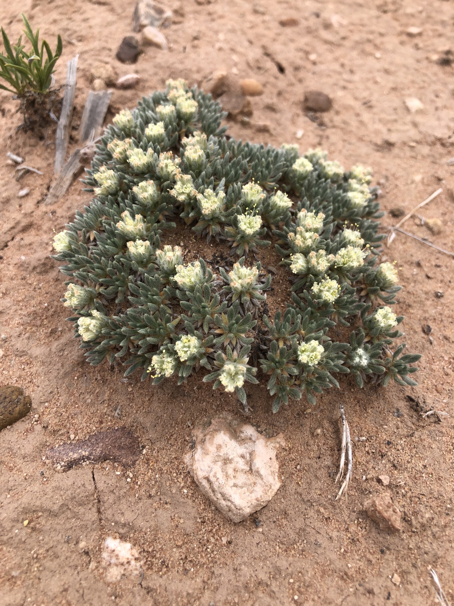 Eriogonum tumulosum