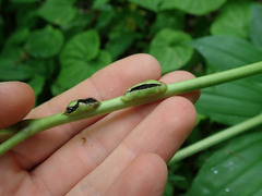 Urocystis carcinodes