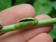 Urocystis carcinodes