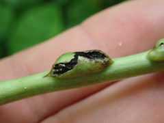 Urocystis carcinodes