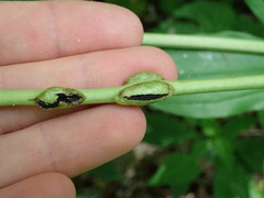 Urocystis carcinodes