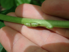 Urocystis carcinodes