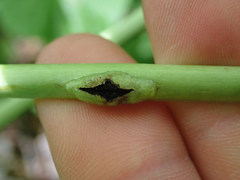 Urocystis carcinodes