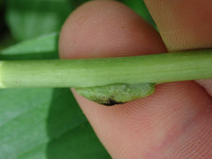 Urocystis carcinodes