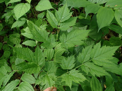 Urocystis carcinodes