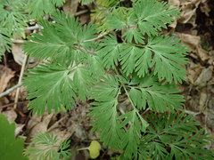 Dicentra canadensis