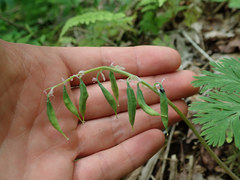 Dicentra canadensis