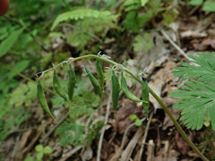 Dicentra canadensis