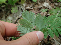 Dicentra canadensis