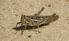 Schistocerca cancellata