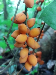 Tracheophyta