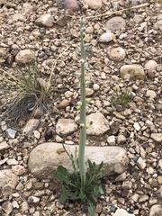 Caulanthus crassicaulis