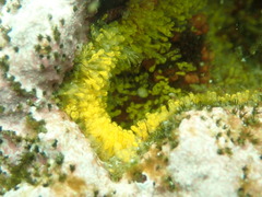 Pycnoclavella stanleyi