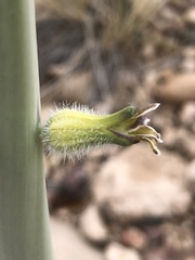 Caulanthus crassicaulis